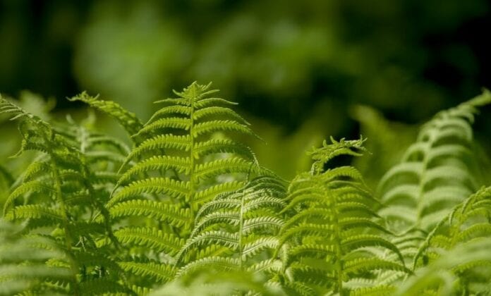 Französische Gartenkunst