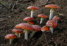 Welche Wirkung schrieb man dem Extrakt in der Volksmedizin zu? Extrakt in der Volksmedizin